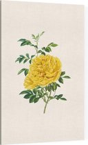 Rosa Foetida Aquarel (Persian Yellow Rose) - Foto op Canvas - 60 x 90 cm