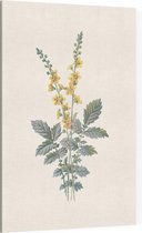 Agrimonie (Agrimony) - Foto op Canvas - 30 x 45 cm