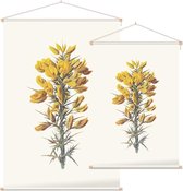 Ulex (Furze) - Foto op Textielposter - 120 x 180 cm