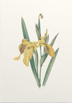 Gele Iris (Yellow Iris) - Foto op Posterpapier - 42 x 59.4 cm (A2)