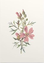 Muskuskaasjeskruid (Musk Mallow) - Foto op Posterpapier - 29.7 x 42 cm (A3)