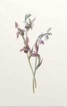 Bijenorchis (Bee Orchis) - Foto op Forex - 80 x 120 cm