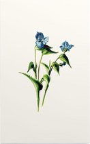 Dagbloem (Commelina White) - Foto op Forex - 40 x 60 cm