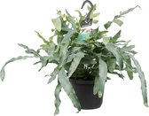 Hangplant - Super mooie hangplant voor binnen - Gezellig en knus plantje voor in huis - Leuk en origineel hangplantje als cadeau - Zinkvaren - Ø 17 cm - Hoogte 40 cm | Kamerplant