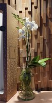 Lek bloemenservice  Planten  Orchidee  Phalaenopsis  Wit   Vaas