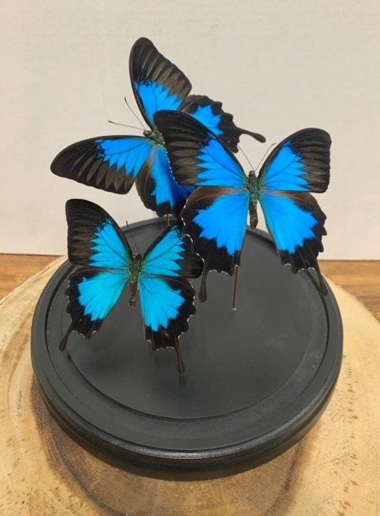 Vtw Living - Vlinder in Glazen Stolp - Vlinders - Blauw - 23 cm hoog