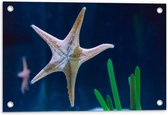 Tuinposter – Zeester in Aquarium - 60x40cm Foto op Tuinposter  (wanddecoratie voor buiten en binnen)