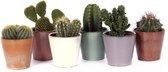 Cactus mix in design potjes | Leuk als cadeau | Makkelijk te onderhouden kamerplant | Heeft weinig water nodig | Euphorbia’s | 6x Cactus decoratie Ø 9 cm - Hoogte 15 cm (waarvan +/- 5 cm plan