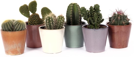 Cactus mix in design potjes | Leuk als cadeau | Makkelijk te onderhouden  kamerplant |... | bol.com