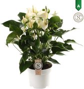 FloriaFor - Anthurium White Champion - - ↨ 60cm - ⌀ 17cm