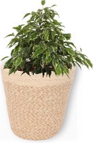 Kamerplant Ficus Kinky - ± 25cm hoog – 12 cm diameter - in trendy mand