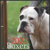 Boxers 2021