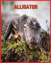 Alligator