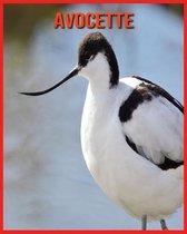 Avocette