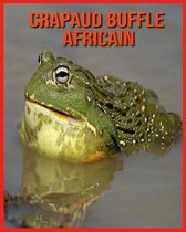 Crapaud Buffle Africain