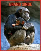 Grand Singe: Informations Intéressantes et Amusantes Concernant les Grand Singe