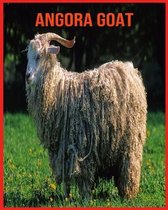 Angora Goat