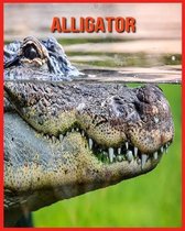 Alligator