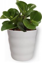Kamerplant Peperomia Green Gold- Vetplant - ± 25cm hoog - 12cm diameter - in witte pot
