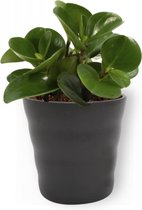 Kamerplant Peperomia Green Gold- Vetplant - ± 25cm hoog - 12cm diameter - in zwarte pot