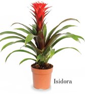 Bromelia Fortuna | Isidora | 12cm