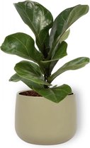 Kamerplant Ficus Bambino – Vioolplant - ± 30cm hoog – 12 cm diameter - in groene pot