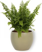 Kamerplant Nephrolepis Vitale – Krulvaren - ± 25cm hoog – 12 cm diameter - in groene pot