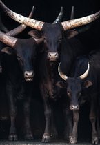 Ankole Watusi – 135cm x 200cm - Fotokunst op PlexiglasⓇ incl. certificaat & garantie.