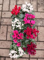 Cyclaam - set van 6 stuks in diverse kleuren - vaste tuinplant - wintergroen - potmaat Ø10,5cm