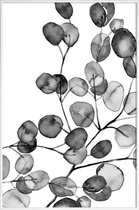 JUNIQE - Poster met kunststof lijst Eucalyptus waterverf zwart-wit