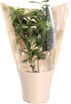Camellia Sinensis - Thee Struik - Winterhard - Kruidenplant - Vers Van De Kweker - ↨ 40cm - ⌀ 12cm - [Mama's Planten]