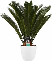 Kamerplant van Botanicly – Varenpalm incl. sierpot wit als set – Hoogte: 65 cm – Cycas Revoluta