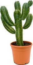 Plantenwinkel Myrtillocactus geometrizans XL kamerplant