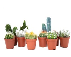 Ikhebeencactus | Cactus mix | 10 stuks Ø 5,5 cm | ↕ 8-15 cm |
