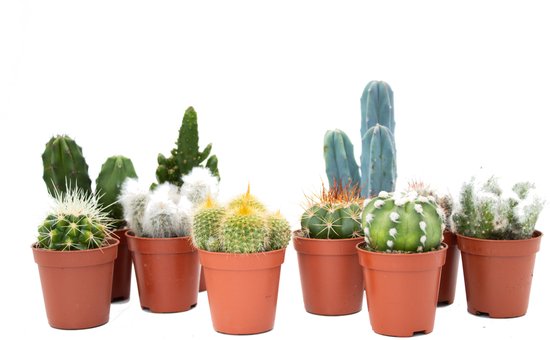 Ikhebeencactus | Cactus mix | 10 stuks Ø 5,5 cm | ↕ 8-15 cm |