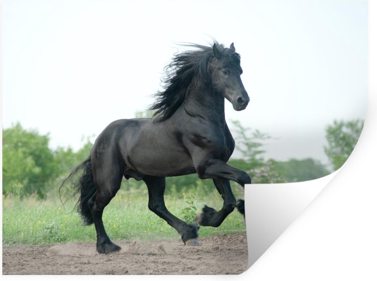 Sticker Cheval Crinière -  partenaire de votre déco.