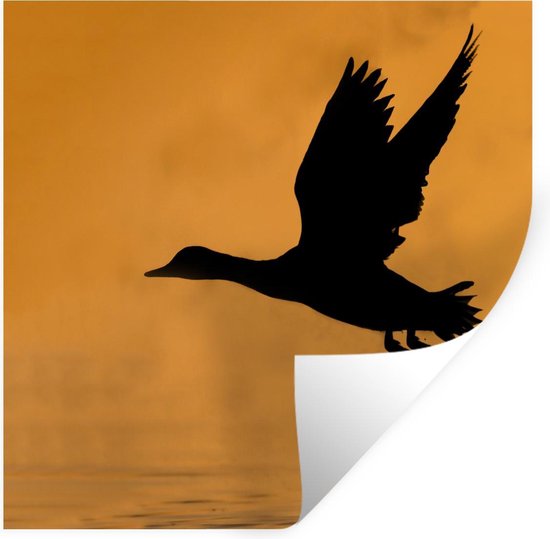 Sticker Muursticker Pintail - Pintail silhouette au coucher du soleil