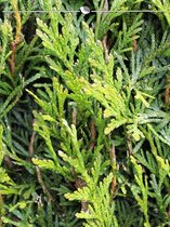 Levensboom Thuja plicata Martin 80-100 cm, 3x Haagplant