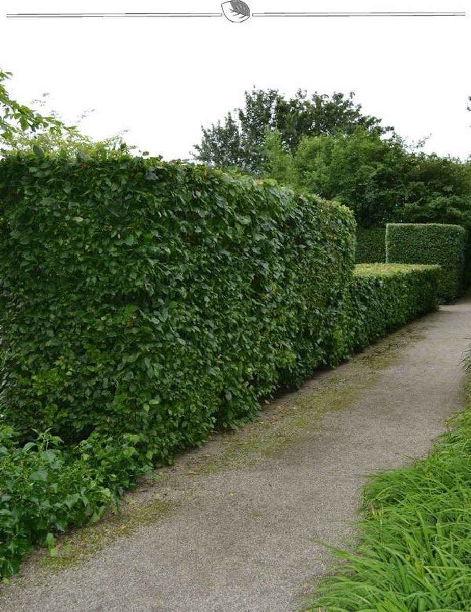 Haagbeuk Carpinus betulus 125-150 cm Blote wortel, 300x Haagplant