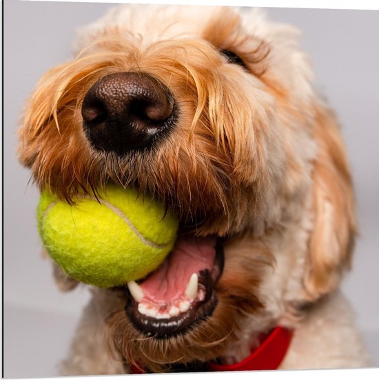 Dibond - Blonde Labradoodle Hond met Tennisballetje - 80x80cm Foto op Aluminium (Wanddecoratie van metaal)