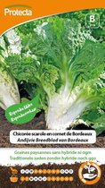 Protecta Groente zaden: Andijvie Breedblad van Bordeaux
