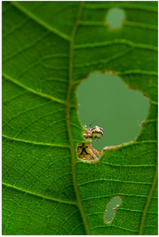 Poster – Insect op Groen Blaadje  - 60x90cm Foto op Posterpapier