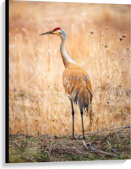 Canvas  - Reiger bij Hoge Grassen - 75x100cm Foto op Canvas Schilderij (Wanddecoratie op Canvas)