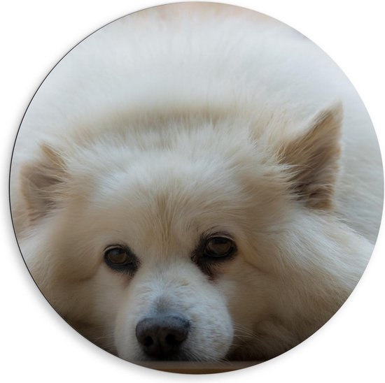 Dibond Wandcirkel - Liggende Witte Hond - 80x80cm Foto op Aluminium Wandcirkel (met ophangsysteem)