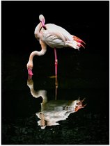 Poster – Flamingo met Weerspiegeling in Water - 30x40cm Foto op Posterpapier