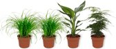 Set van 4 Kamerplanten - 2x Cyperus Zumula & 1x Asparagus Plumosus & 1x Strelitzia Reginae 12cm - ± 25cm hoog - 12cm diameter