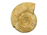 Ruwe Ammoniet (fossiel) uit Madagaskar 100 gram