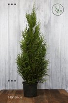 10 stuks | Reuzenlevensboom 'Atrovirens' Pot 140-160 cm Extra kwaliteit - Snelle groeier - Snel zichtdicht - Zeer winterhard