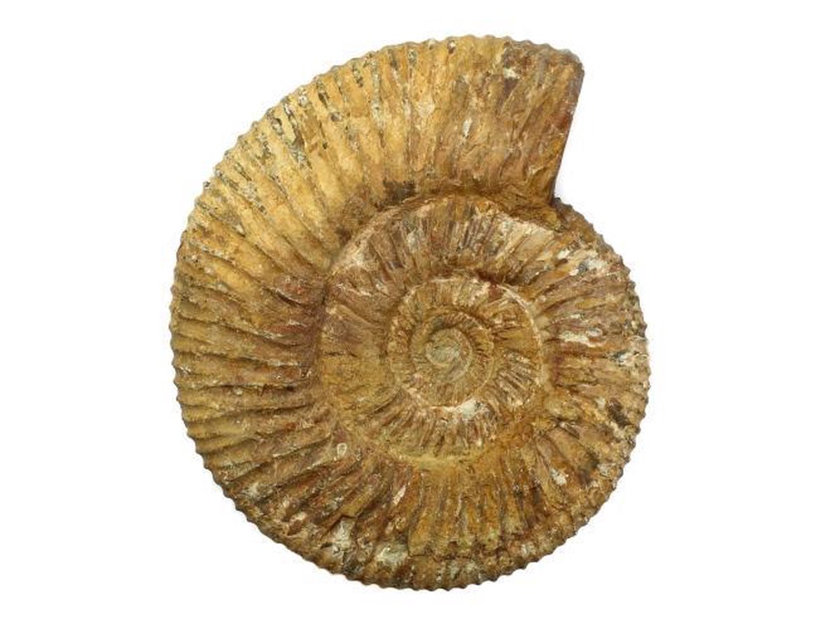Ruwe Ammoniet (fossiel) uit Madagaskar 460 gram
