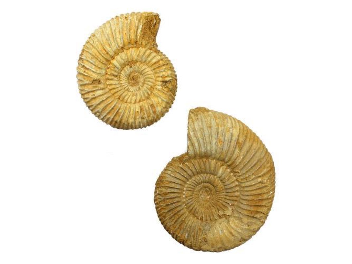 Lot van 2 ruwe Ammonieten (fossielen) uit Madagaskar 297 gram